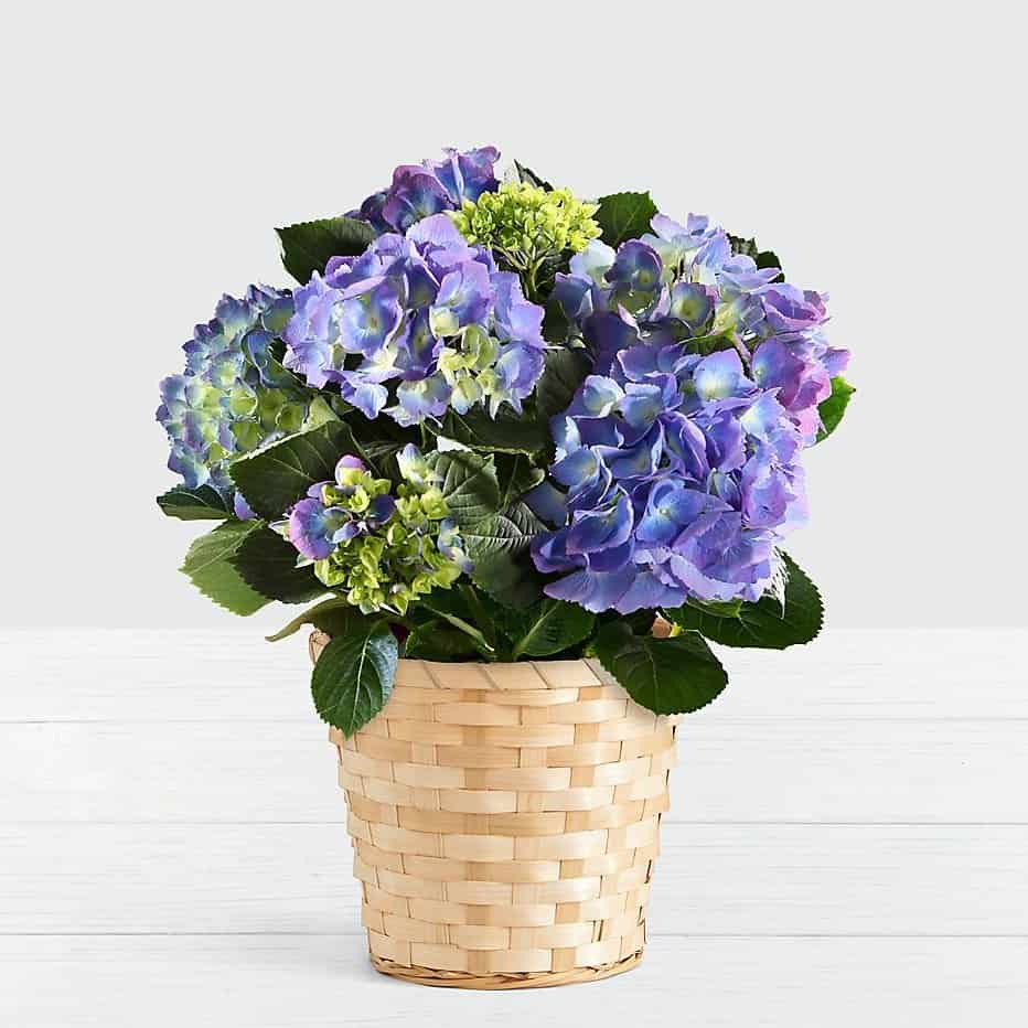 >Potted Blue Hydrangea