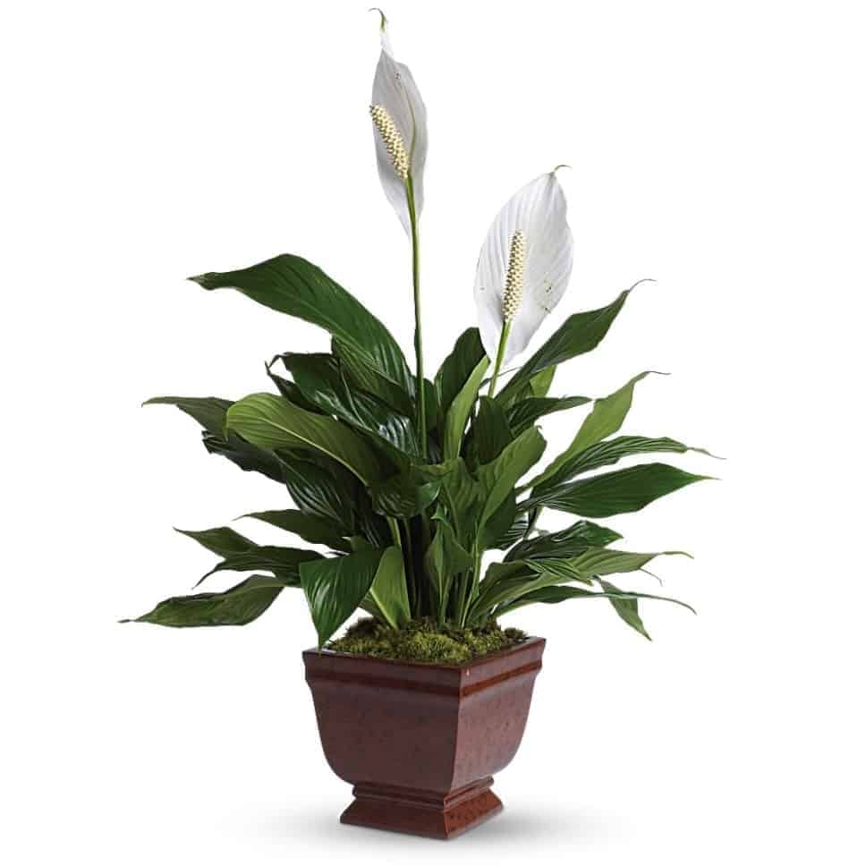 >Spathiphyllum Plant Gift