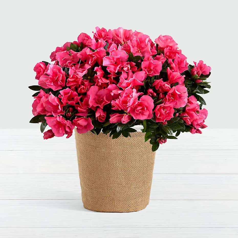 >Hot Pink Azalea Plant