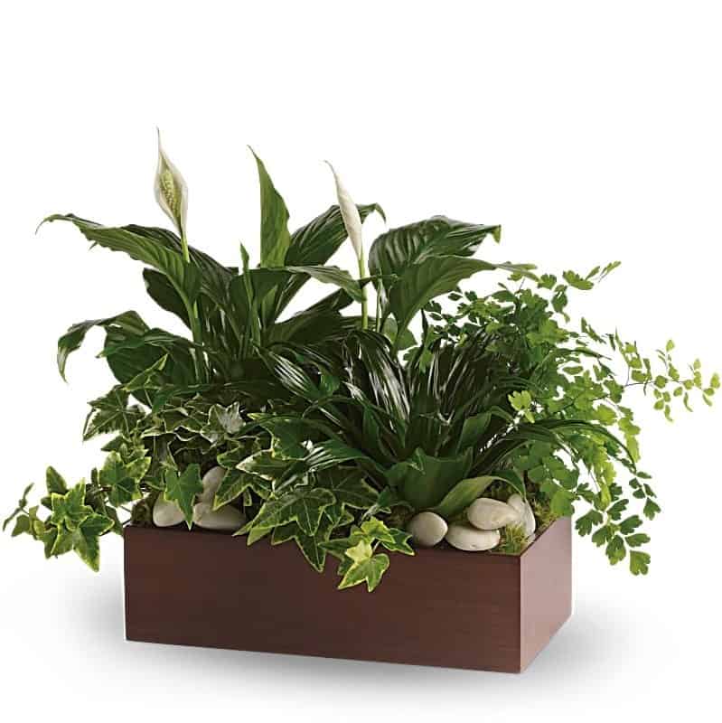 Buy Our Quiet Expressions Plant Gift At Broadwaybasketeers