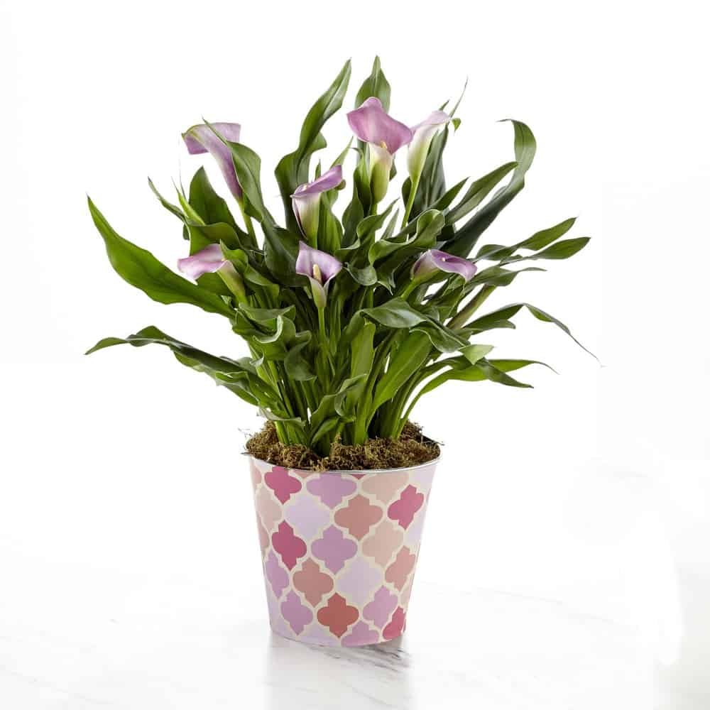 >Potted Pink Calla Lily