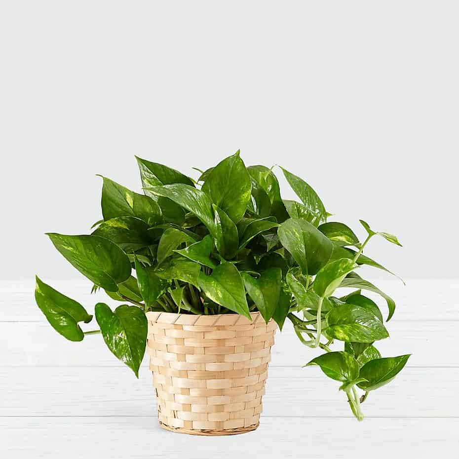 >Golden Pothos  Tabletop Plant